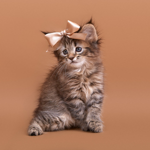 , кошки и котята Pixiebob (пиксибоб)