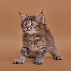 , кошки и котята Pixiebob (пиксибоб)