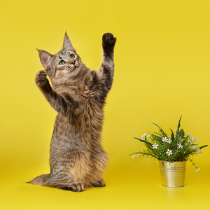 , кошки и котята Pixiebob (пиксибоб)
