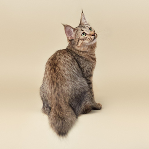 , кошки и котята Pixiebob (пиксибоб)