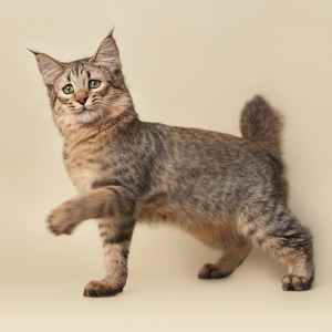 , кошки и котята Pixiebob (пиксибоб)