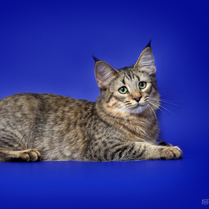 , кошки и котята Pixiebob (пиксибоб)