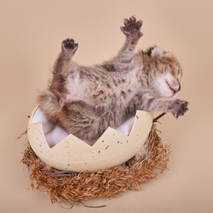 Aguscha (Агуша), кошки и котята Pixiebob (пиксибоб)