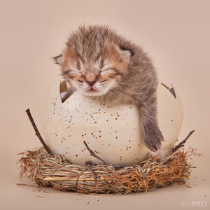 Iriska (Ириска), кошки и котята Pixiebob (пиксибоб)