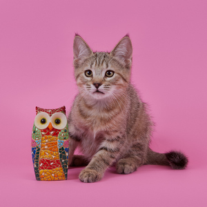 Iriska (Ириска), кошки и котята Pixiebob (пиксибоб)