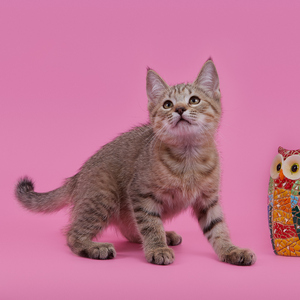 Iriska (Ириска), кошки и котята Pixiebob (пиксибоб)