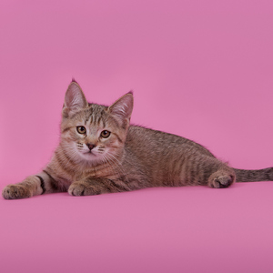 Iriska (Ириска), кошки и котята Pixiebob (пиксибоб)