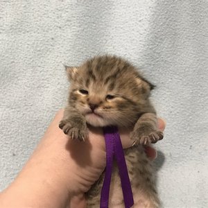 Gek (Гек), кошки и котята Pixiebob (пиксибоб)