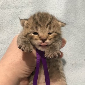 Gek (Гек), кошки и котята Pixiebob (пиксибоб)