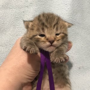 Gek (Гек), кошки и котята Pixiebob (пиксибоб)