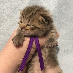Gek (Гек), кошки и котята Pixiebob (пиксибоб)