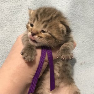 Gek (Гек), кошки и котята Pixiebob (пиксибоб)