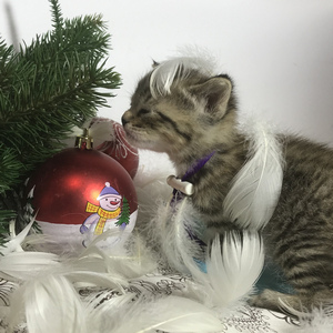 Gek (Гек), кошки и котята Pixiebob (пиксибоб)