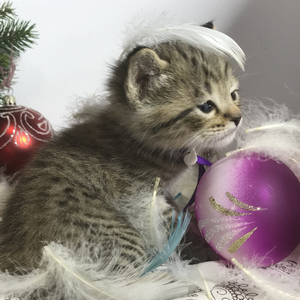 Gek (Гек), кошки и котята Pixiebob (пиксибоб)