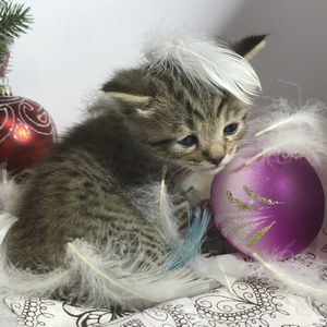 Gek (Гек), кошки и котята Pixiebob (пиксибоб)