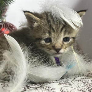 Gek (Гек), кошки и котята Pixiebob (пиксибоб)