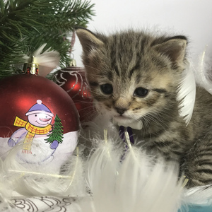 Gek (Гек), кошки и котята Pixiebob (пиксибоб)
