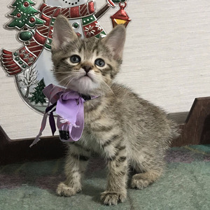 Gek (Гек), кошки и котята Pixiebob (пиксибоб)
