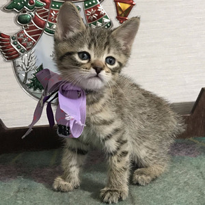 Gek (Гек), кошки и котята Pixiebob (пиксибоб)