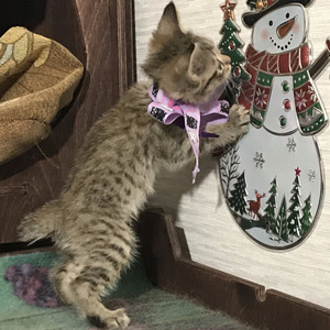 Gek (Гек), кошки и котята Pixiebob (пиксибоб)
