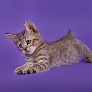 Gek (Гек), кошки и котята Pixiebob (пиксибоб)