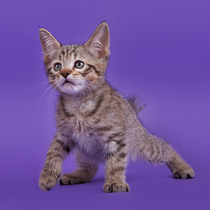 Gek (Гек), кошки и котята Pixiebob (пиксибоб)