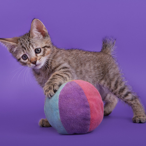 Gek (Гек), кошки и котята Pixiebob (пиксибоб)