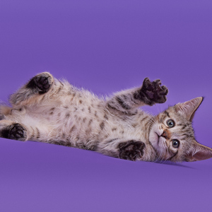 Gek (Гек), кошки и котята Pixiebob (пиксибоб)