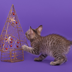 Gek (Гек), кошки и котята Pixiebob (пиксибоб)