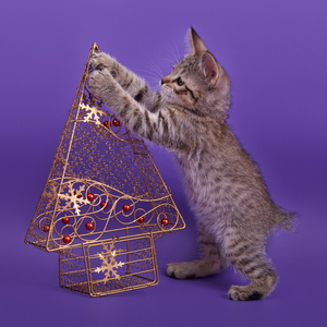 Gek (Гек), кошки и котята Pixiebob (пиксибоб)
