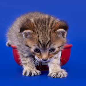 Ratmir (Ратмир), кошки и котята Pixiebob (пиксибоб)