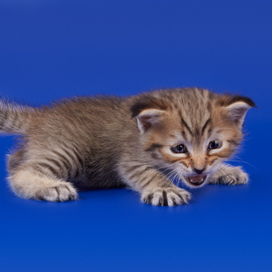Ratmir (Ратмир), кошки и котята Pixiebob (пиксибоб)