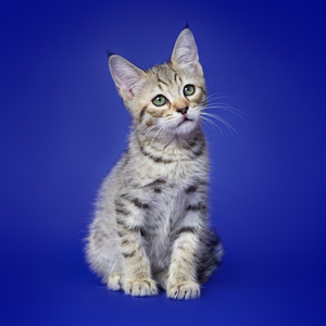 Ratmir (Ратмир), кошки и котята Pixiebob (пиксибоб)