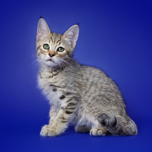 Ratmir (Ратмир), кошки и котята Pixiebob (пиксибоб)