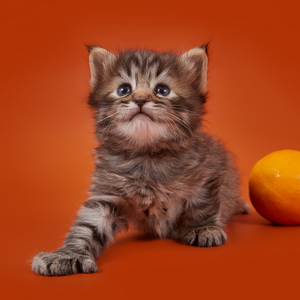 Ramzes (Рамзес), кошки и котята Pixiebob (пиксибоб)