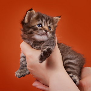 Ramzes (Рамзес), кошки и котята Pixiebob (пиксибоб)