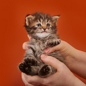 Ramzes (Рамзес), кошки и котята Pixiebob (пиксибоб)