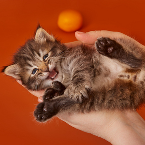 Ramzes (Рамзес), кошки и котята Pixiebob (пиксибоб)
