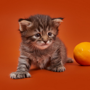 Ramzes (Рамзес), кошки и котята Pixiebob (пиксибоб)