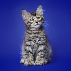 Ramzes (Рамзес), кошки и котята Pixiebob (пиксибоб)