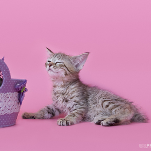 Тilda (Тильда), кошки и котята Pixiebob (пиксибоб)