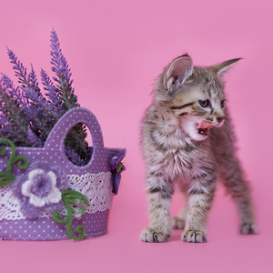 Тilda (Тильда), кошки и котята Pixiebob (пиксибоб)