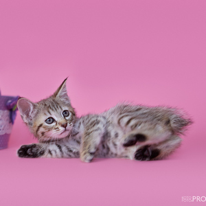 Тilda (Тильда), кошки и котята Pixiebob (пиксибоб)
