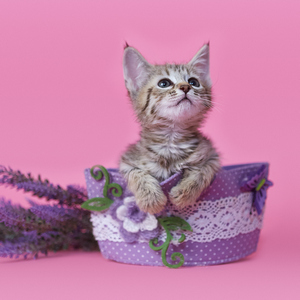 Тilda (Тильда), кошки и котята Pixiebob (пиксибоб)