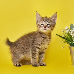 Cookies (Куки), кошки и котята Pixiebob (пиксибоб)