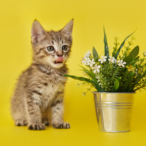 Cookies (Куки), кошки и котята Pixiebob (пиксибоб)