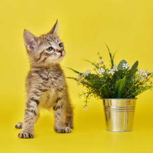Cookies (Куки), кошки и котята Pixiebob (пиксибоб)