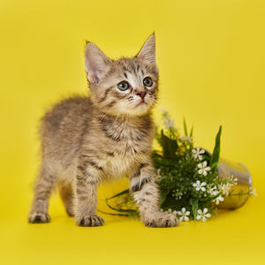 Cookies (Куки), кошки и котята Pixiebob (пиксибоб)