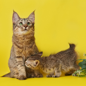 Cookies (Куки), кошки и котята Pixiebob (пиксибоб)