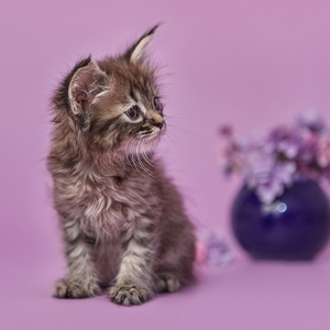 Yuta (Юта), кошки и котята Pixiebob (пиксибоб)